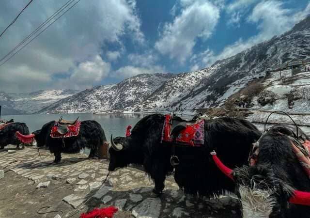 Sweet Memory of Khangchendzongha 1